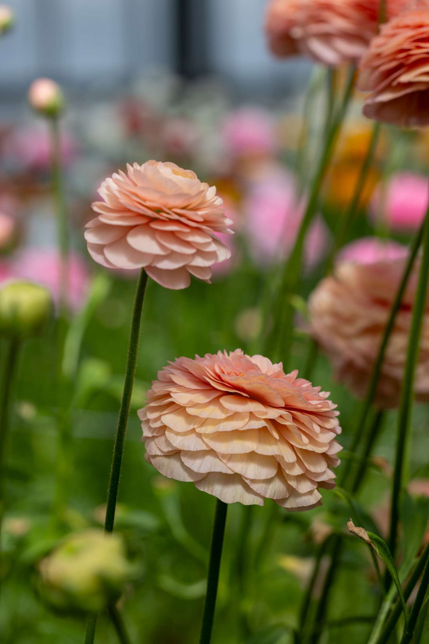 Renoncule 'Elegance® Salmon'